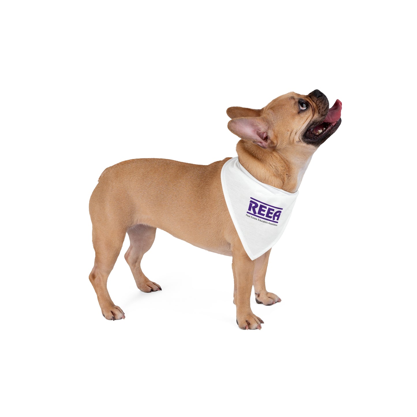 Real Estate Education Pet Bandana | Stylish Dog Accessories, Customizable Pet Scarf, Gift for Dog Lovers, Pet Fashion
